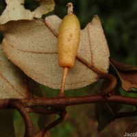 Elaeagnus latifolia L.